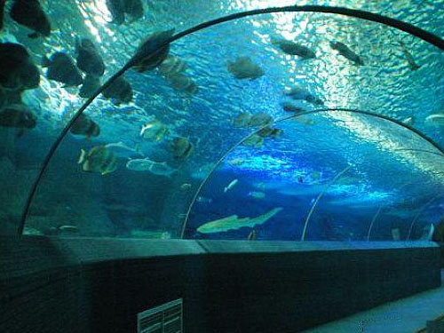 海底世界用臭氧發(fā)生器